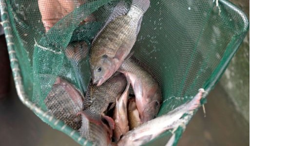 Enorme potentiel de la génétique dans l’aquaculture : de quoi améliorer la sécurité alimentaire, selon la FAO