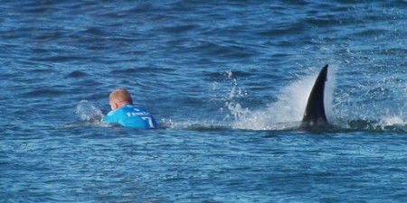 Scène insolite : un surfer français survit à une attaque de requin en Australie en lui assénant des coups de poing