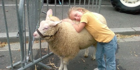 Humour : Qui a dit « fête des moutons ? »