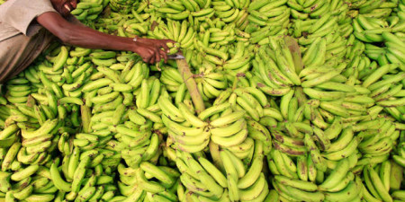 La bananeraie face au Fusarium : Une aide venue de l’autre côté de l’océan pour prévenir les menaces phytosanitaires mondiales (FAO)