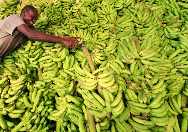 La bananeraie face au Fusarium : Une aide venue de l’autre côté de l’océan pour prévenir les menaces phytosanitaires mondiales (FAO)