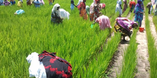 L’urgence d’un geste décisif en faveur du monde paysan  Par Docteur Aliou Gori Diouf