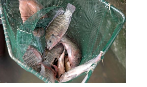 Nouveau rapport de la FAO : La production record de la pêche et de l’aquaculture apporte une contribution essentielle à la sécurité alimentaire mondiale