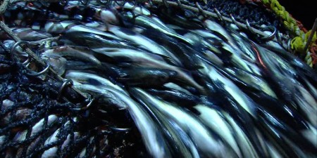 A Mbour, Saint-Louis, Joal, Fatick, Thiaroye, Yoff la colère s’élargit : Les pêcheurs réclament la suppression des accords de pêche