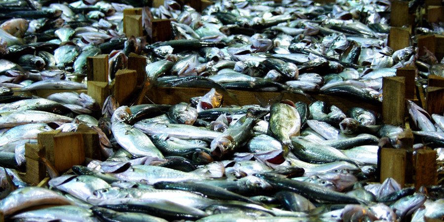 Réponse à la surexploitation des ressources halieutiques Vers la reconversion des pêcheurs  grâce à l’appui de PRAO-Sénégal