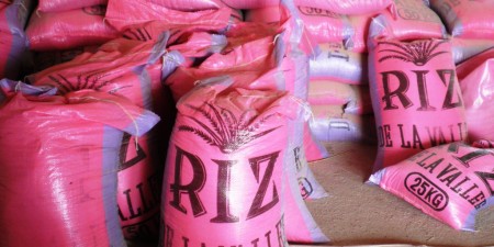 Riz sénégalais : le prix arrêté à 350 F CFA pour soutenir producteurs et commerçants locaux