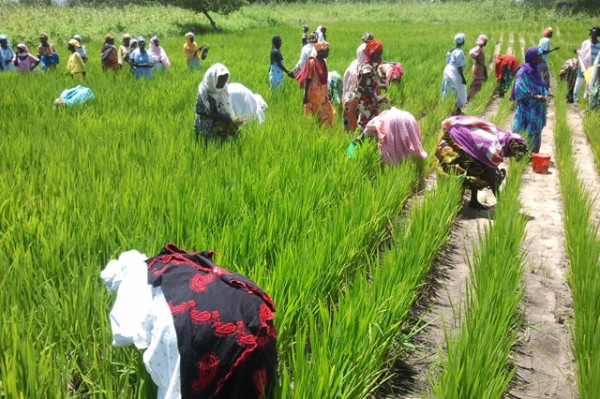 Aide aux populations rurales face à la pauvreté et aux changements climatiques : avec de nouveaux accords de financement, FIDA accompagne le Sénégal