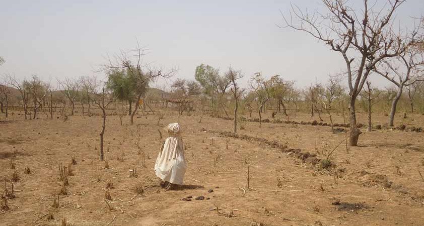 Journée mondiale contre la désertification : La CEDEAO réaffirme son engagement pour restaurer les terres