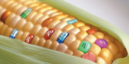 Usage des OGM, le Burkina Faso un cas d’école pour la sous-région