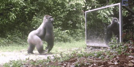 Des animaux sauvages se découvrent pour la première fois dans un miroir