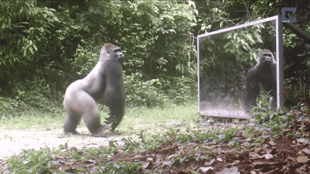 Des animaux sauvages se découvrent pour la première fois dans un miroir