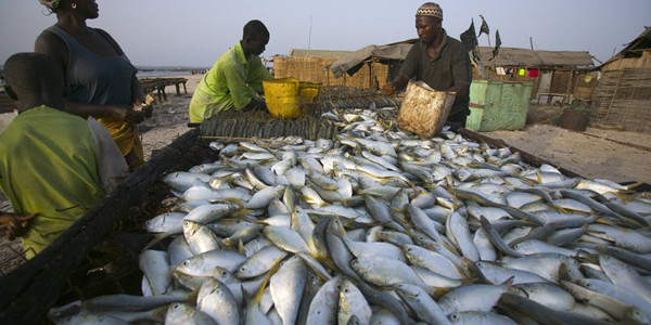 Enquête parlementaire sur la pêche : 271 navires recensés et des anomalies signalées dans les registres