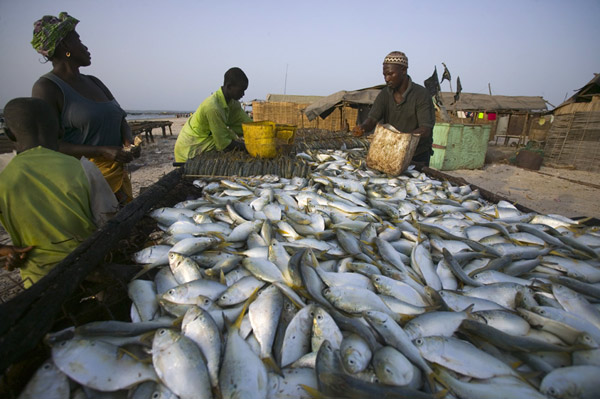 Pêche : près de 130 000 tonnes de poissons débarquées à Joal-Fadiouth en 2018