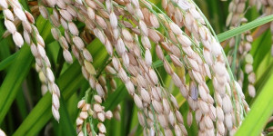 Saint-Louis au Cœur de la Réflexion Rizicole : Les Assises Nationales du Riz en Action, en route vers une souveraineté alimentaire