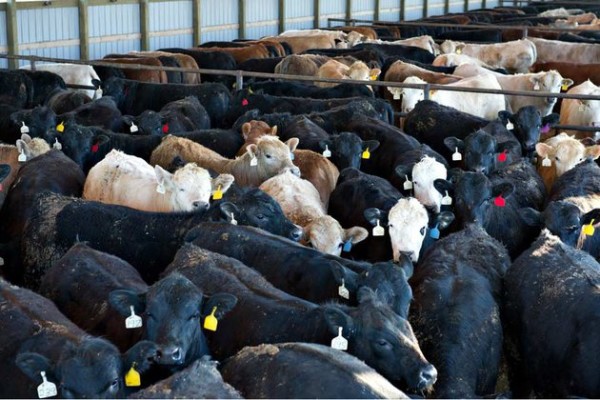 Santé animale en Afrique de l’Ouest : La CEDEAO déploie un Système régional d’information zoosanitaire (RAHIS) pour améliorer la surveillance et la gestion
