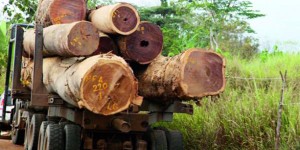 Ziguinchor : Joli coup de l’armée, une dizaine de camions gambiens et des centaines de troncs d’arbres saisis