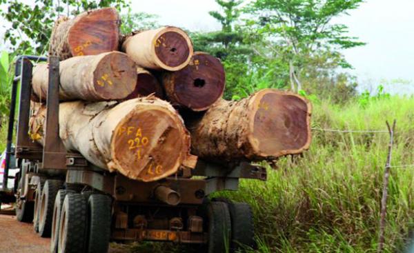 Kolda/Lutte contre les coupes abusives de bois : Deux individus coffrés, du matériel saisi