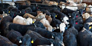 Santé animale en Afrique de l’Ouest : La CEDEAO déploie un Système régional d&rsquo;information zoosanitaire (RAHIS) pour améliorer la surveillance et la gestion