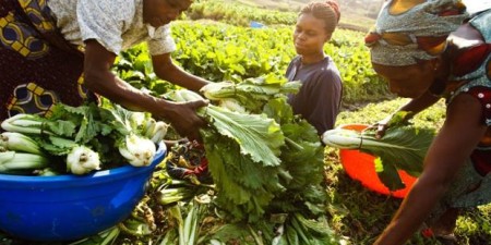 Meilleures pratiques de développement durable : Le Niger et le Sénégal remportent chacun un prix au concours Expo 2015 de la FAO