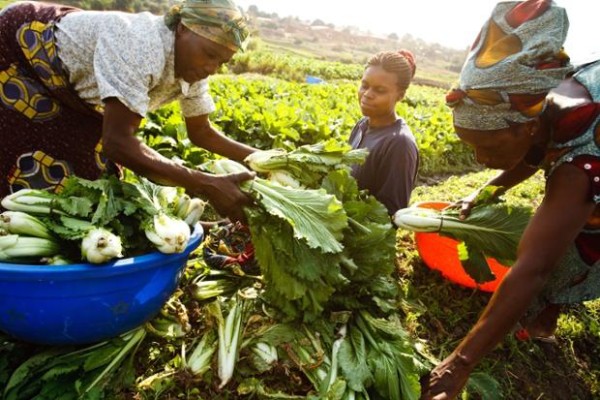 Meilleures pratiques de développement durable : Le Niger et le Sénégal remportent chacun un prix au concours Expo 2015 de la FAO