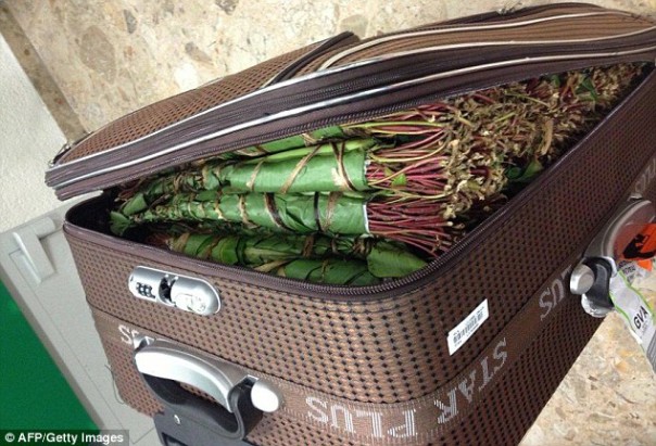 Drogue :  72 kg de Khat estimés à plus de 30 millions saisis à l’aéroport  de Dakar