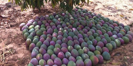 Filière mangue : Un projet  d’un coût de 1, 5 milliards de FCA  lancé pour améliorer sa compétitivité