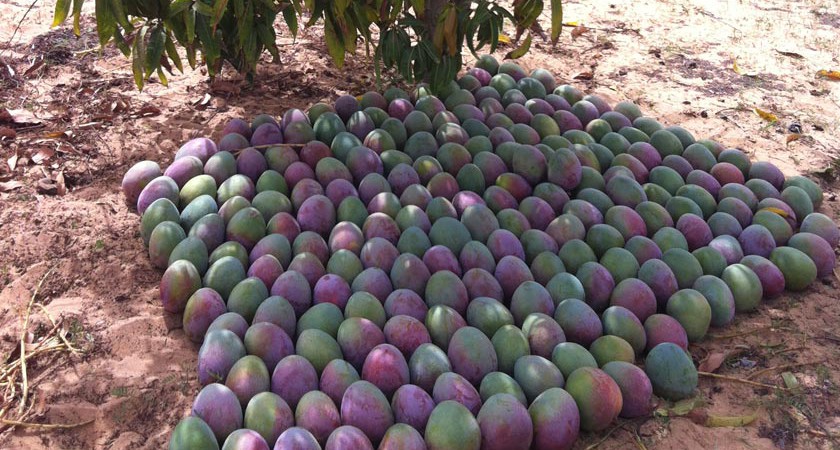 Filière mangue : Un projet  d’un coût de 1, 5 milliards de FCA  lancé pour améliorer sa compétitivité