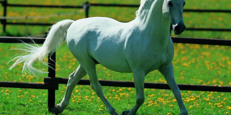 Insolite et drôle à la fois : Yayah Jammeh, Eumeu Sène et le cheval blanc