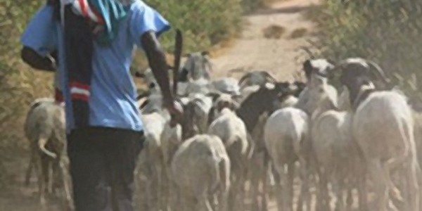 Lutte contre le vol de bétail : la Police met fin aux activités d’une bande à Kaolack, un réseau démantelé, deux suspects déférés