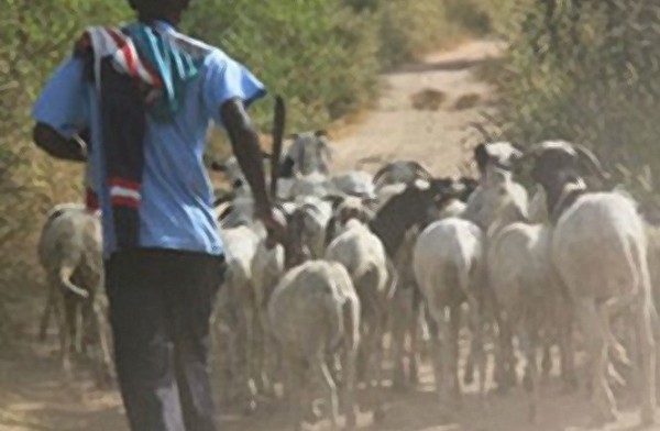 Linguère : le vol de bétail reprend : 4 individus arrêtés par la gendarmerie