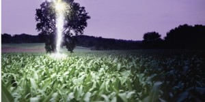 Drame à Kolda Trois frères périssent foudroyés sous un arbre