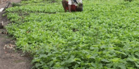 Hivernage : La production menacée dans certaines localités du nord du pays