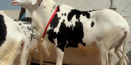 Opération Tabaski :  Afrimarket et Lebara en partenariat pour accompagner la diaspora-Côtte d’Ivoire, Sénégal, Mali-pour la fête