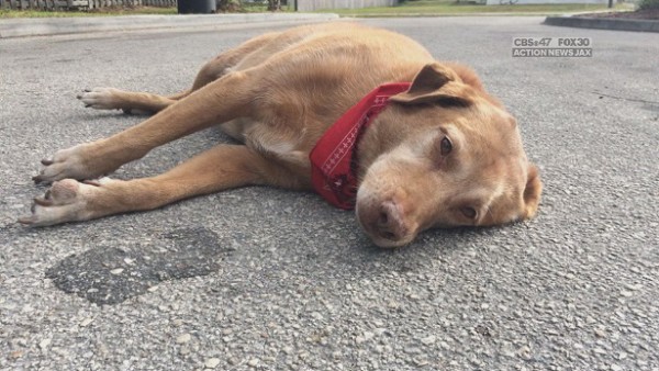 Un chien reste pendant des heures à l’endroit où sa propriétaire est morte accidentellement