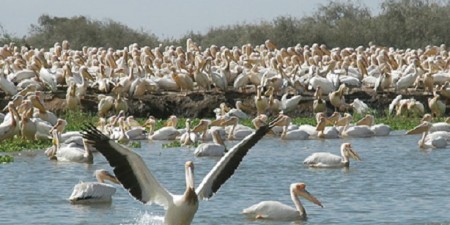 Le lancement officiel prévu demain :  5 projets de soutien aux communautés des APAC du Sénégal pour faire face à la COVID-19