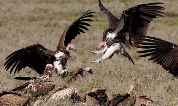 Procès Habré : Les vautours s’invitent au déballage de l’horreur