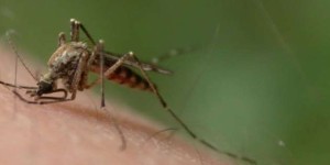 Quand des insectes abrègent le discours de notre sympathique Premier Ministre…