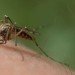 Quand des insectes abrègent le discours de notre sympathique Premier Ministre…