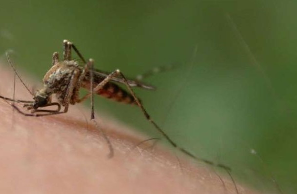 Quand des insectes abrègent le discours de notre sympathique Premier Ministre…