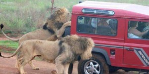 Impressionnant ! Terrifiés des touristes observent un lion mangeant  le pneu de leur véhicule lors d&rsquo;un safari