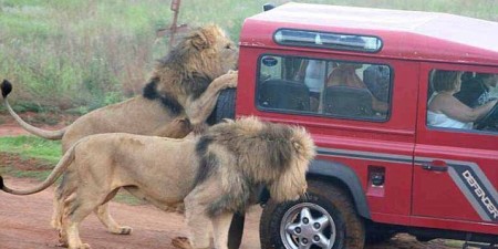 Impressionnant ! Terrifiés des touristes observent un lion mangeant  le pneu de leur véhicule lors d’un safari