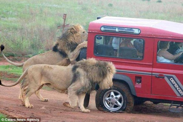 Impressionnant ! Terrifiés des touristes observent un lion mangeant  le pneu de leur véhicule lors d’un safari