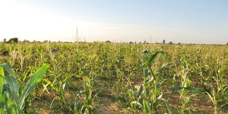 Louga :la campagne agricole 2018 entre déception et espoir à Thiowor