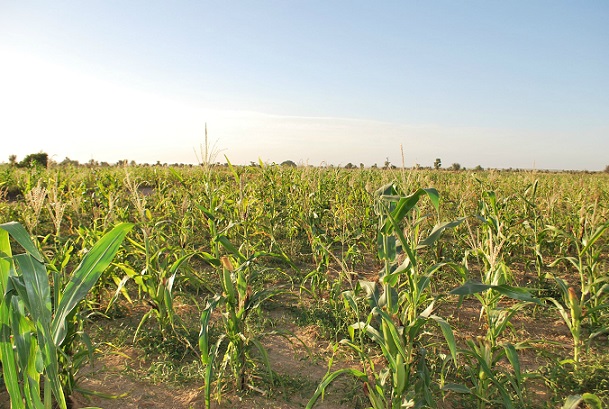 Louga :la campagne agricole 2018 entre déception et espoir à Thiowor