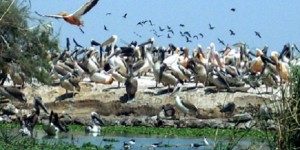 Quatre  merveilles de l&rsquo;écotourisme sénégalais