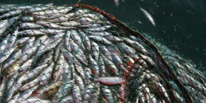 Gestion des ressources halieutiques : La pêche INN en Afrique de l’ouest au cœur d’une rencontre de 4 jours à Abidjan