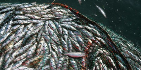 Gestion des ressources halieutiques : La pêche INN en Afrique de l’ouest au cœur d’une rencontre de 4 jours à Abidjan