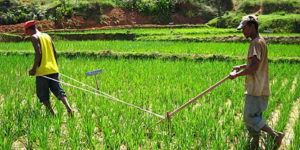 Appauvrissement de la biodiversité de la planète :  La FAO à l&rsquo;écoute de la nature