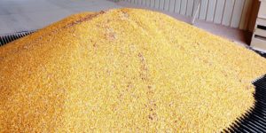 Offre mondiale de céréales  en décembre 2017: Le département américain de l’agriculture table sur  3218,3 millions de tonnes de  céréales