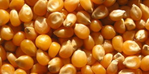 Campagne 2017- 2018 de maïs : La production mondiale attendue à 1044,7 millions de tonnes